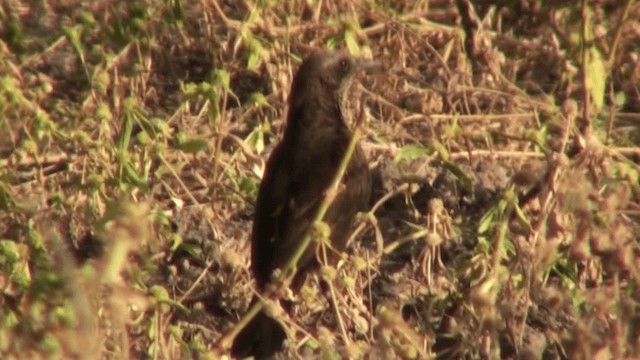 Northern Anteater-Chat - ML200798151