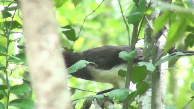 Brown Jay - ML200798451