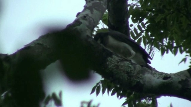 Brown Jay - ML200798471