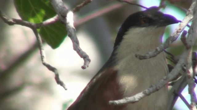 Senegal Coucal - ML200798851