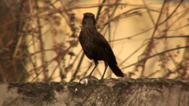 Northern Anteater-Chat - ML200798871