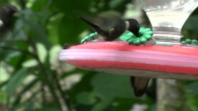 Brown Inca - ML200799091