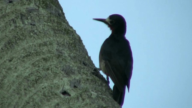 Puerto Rican Woodpecker - ML200799241
