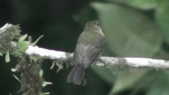 Sulphur-rumped Flycatcher - ML200799271