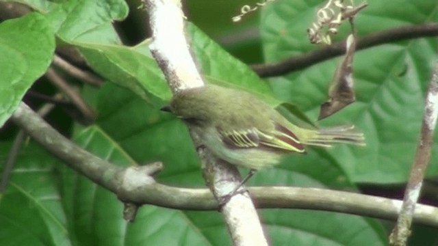 Mosquerito del Chocó - ML200799311