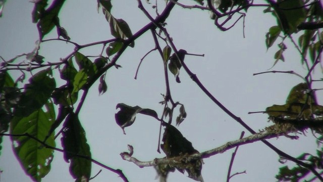 Guira Tanager - ML200799491