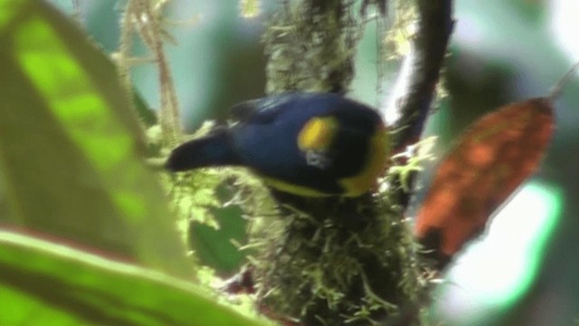 Orange-crowned Euphonia - ML200799521