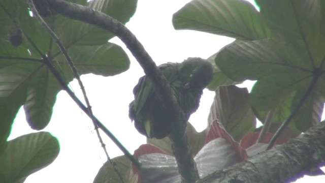 Amazona Harinosa (farinosa) - ML200799531