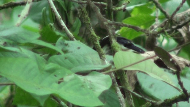 Weißnacken-Bartvogel - ML200799561