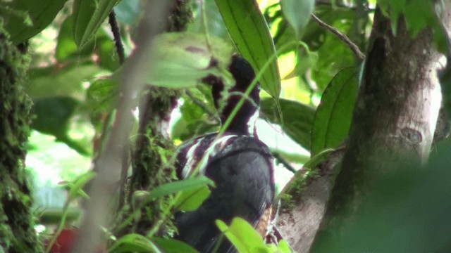 Powerful Woodpecker - ML200799651