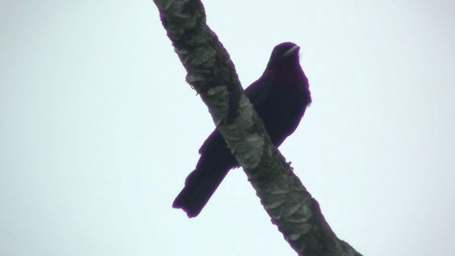 Cotinga Quérula - ML200799671