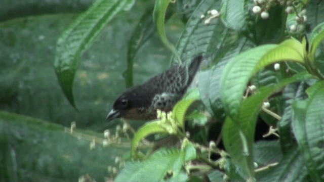 Rufous-throated Tanager - ML200799761