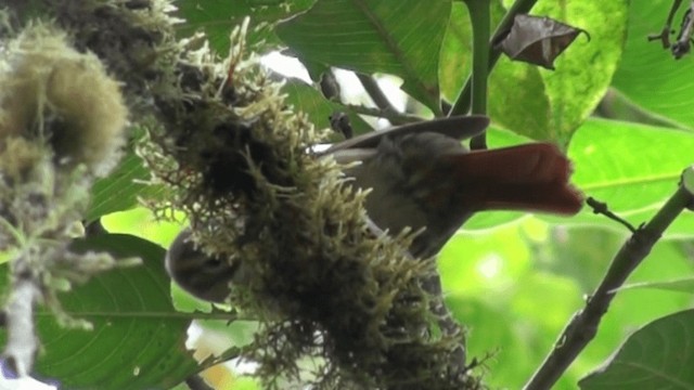 Scaly-throated Foliage-gleaner - ML200799801