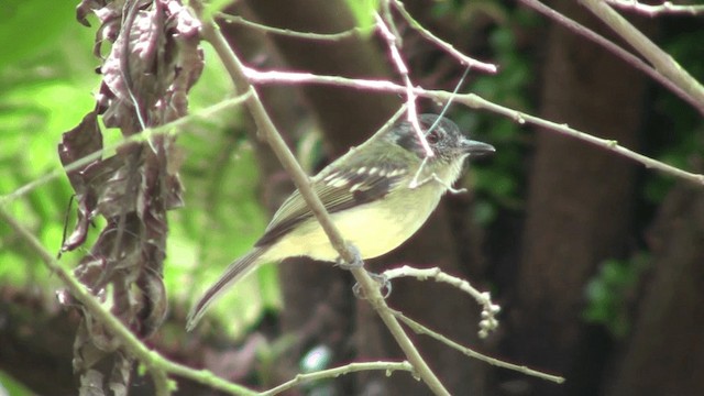 Slaty-capped Flycatcher - ML200799811