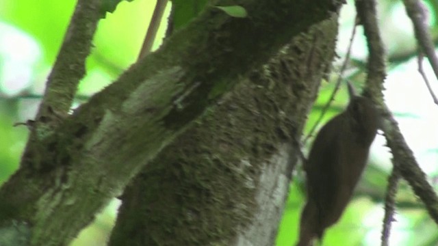 Wedge-billed Woodcreeper - ML200800061