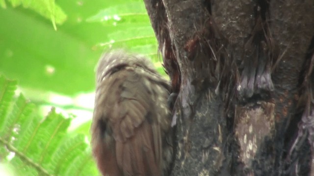 Spotted Woodcreeper (Berlepsch's) - ML200800111