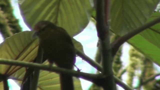 Buff-fronted Foliage-gleaner - ML200800231