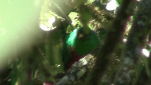 Quetzal Cabecidorado - ML200800271