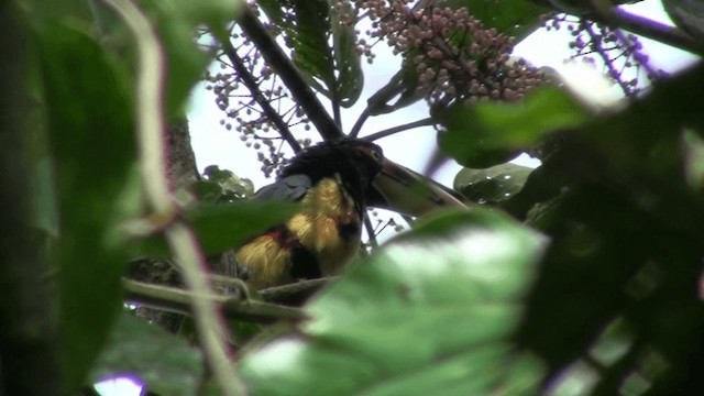 Collared Aracari (Pale-mandibled) - ML200800301