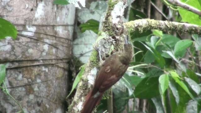 シロボシオニキバシリ（aequatorialis グループ） - ML200800371