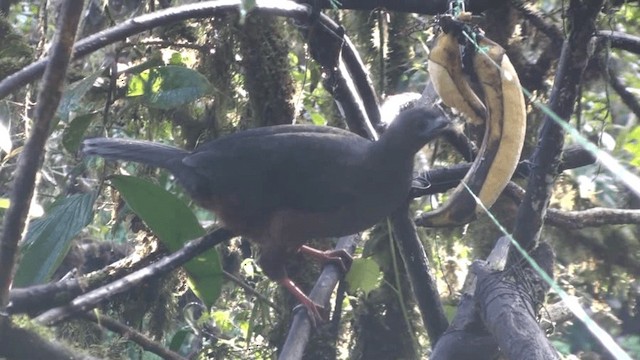 Sickle-winged Guan - ML200800501