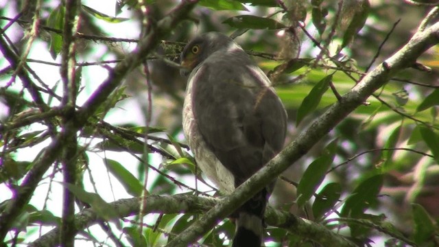 Roadside Hawk - ML200800541