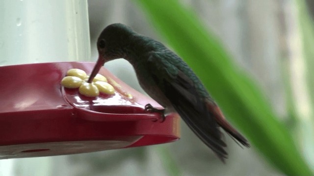 Rufous-tailed Hummingbird - ML200800581