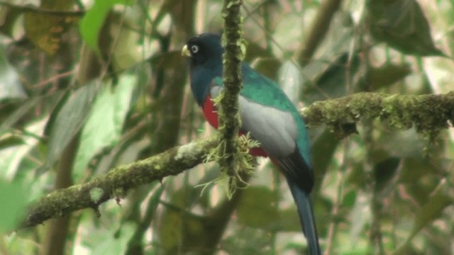 Lacivert Kuyruklu Trogon - ML200800671