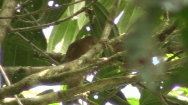 Buff-fronted Foliage-gleaner - ML200800691