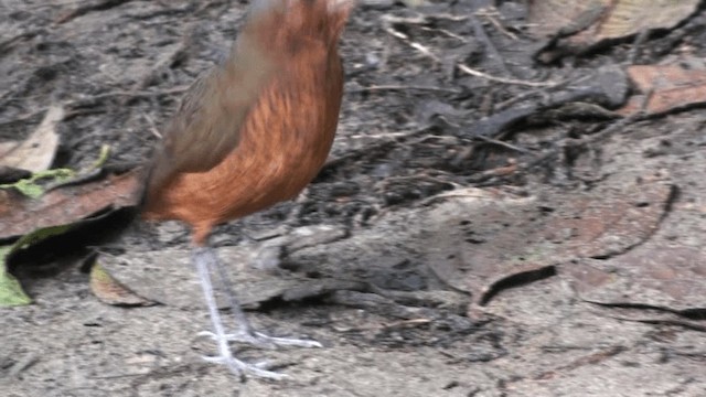 Giant Antpitta - ML200800721