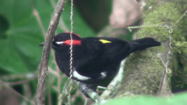 Scarlet-browed Tanager - ML200800741