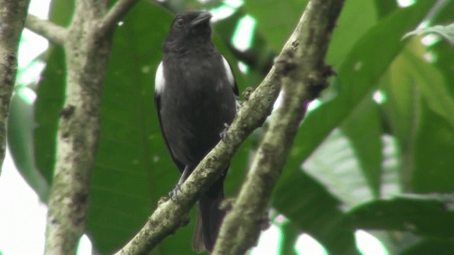 Scarlet-browed Tanager - ML200800751