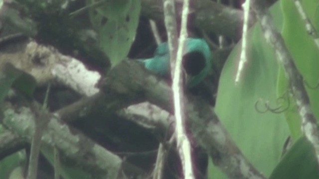 Green Honeycreeper - ML200800761