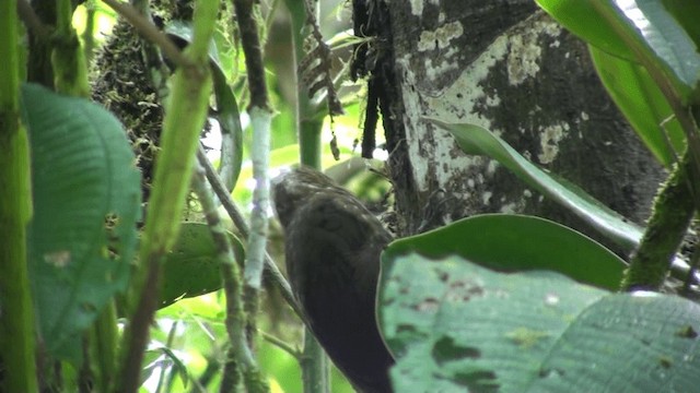 シロボシオニキバシリ（aequatorialis グループ） - ML200800781