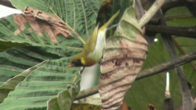 Guira Tanager - ML200800801