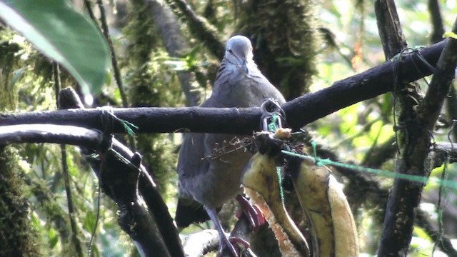 White-throated Quail-Dove - ML200800811