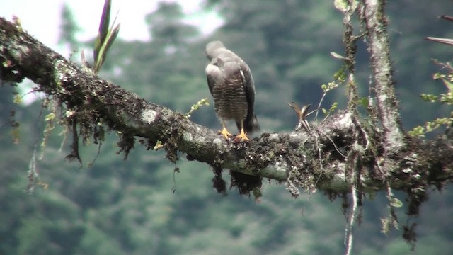 Roadside Hawk - ML200800901