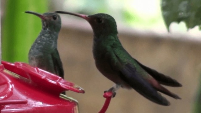 Rufous-tailed Hummingbird - ML200801041