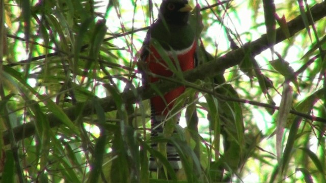 Collared Trogon - ML200801061