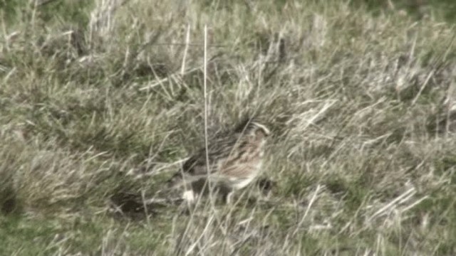 Wood Lark - ML200801161