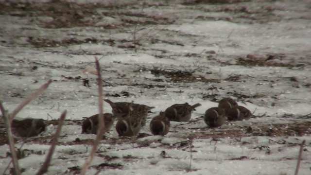 Eurasian Tree Sparrow - ML200801221