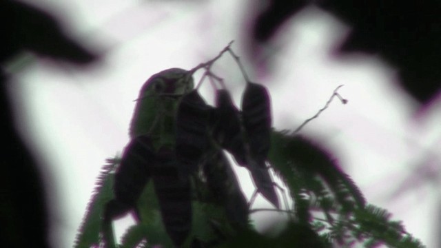 White-fronted Parrot - ML200801361