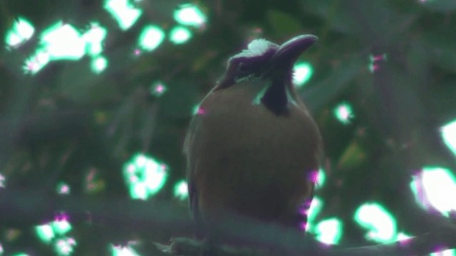 Motmot à sourcils bleus - ML200801381