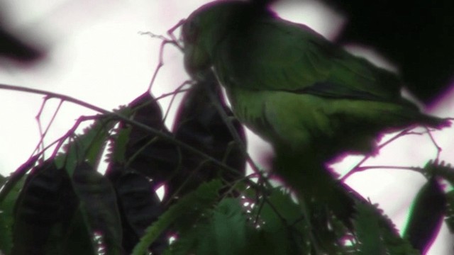 White-fronted Amazon - ML200801391