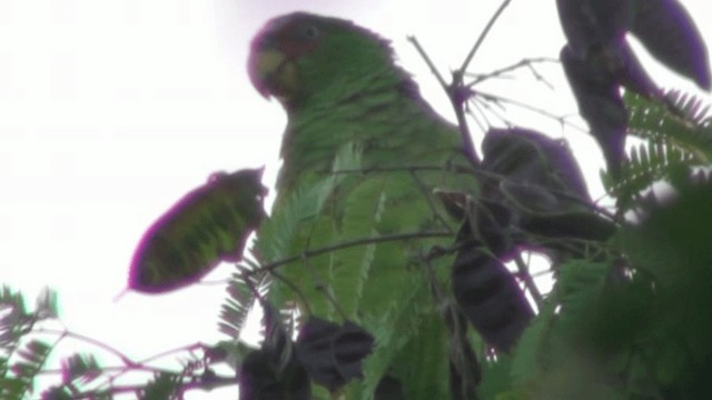 White-fronted Amazon - ML200801401