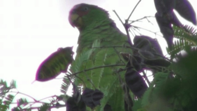 Amazona Frentialba - ML200801401