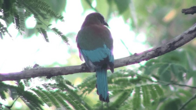 Brauenmotmot - ML200801411