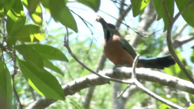 Turkuaz Kaşlı Motmot - ML200801421