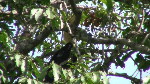 Great Hornbill - ML200801461