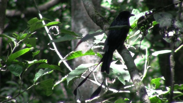 Drongo à raquettes - ML200801561